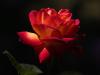 rose-brahim-1.jpg